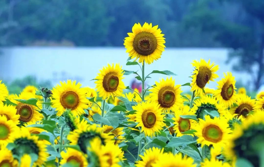 There will be showers or thunderstorms in Ningbo during summer solstice today